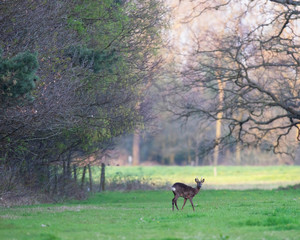 Naklejka na ściany i meble Roebuck in meadow at edge of forest at sunset.