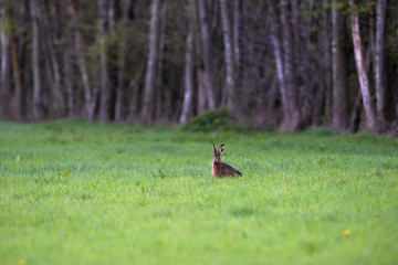 Hare in forest meadow in early spring.