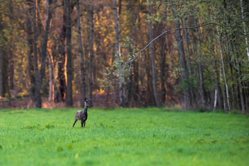 Roe deer doe in forest meadow in early spring.