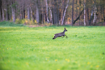 Roe deer doe running in forest meadow in early spring.