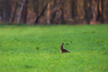 Hare sitting in forest meadow at sunset.