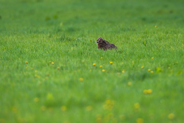 Alert hare in meadow in spring.