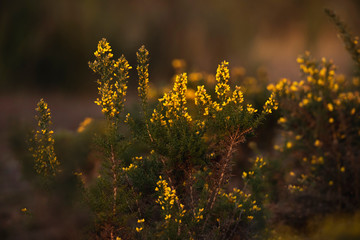 Bushes with yellow blossom in evening sunlight.