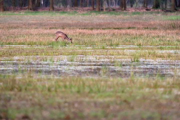 Grazing roe deer in grassy wetland at sunset.