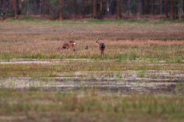 Grazing roe deer in grassy wetland at sunset.
