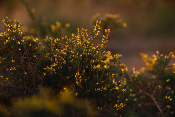 Bushes with yellow blossom in evening sunlight.
