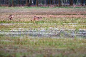 Grazing roe deer in grassy wetland at sunset.