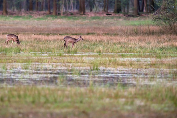 Grazing roe deer in grassy wetland at sunset.