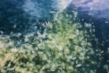 Large accumulation of jellyfish Aurelia in polluted water.