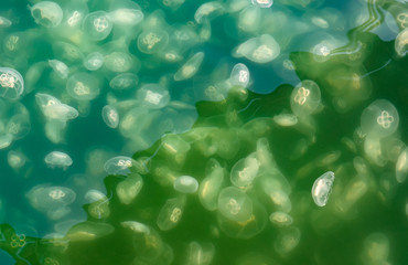 Large accumulation of jellyfish Aurelia in polluted water.