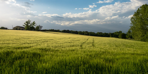 Fototapeta premium Farm house on a hill within the meadow in a springtime morning