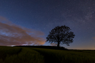 Tree in fields under a starry sky, Cornwall, UK