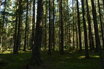 Majestic fir forest dark slender trunks of spruce roots rest on green moss covered with the shadows of the morning sun