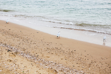 Beautiful seagulls and sea waves foam on sandy beach with seashells on tropical island. Waves and birds in ocean bay or lagoon. Tranquil calm moment. Summer vacation. Copy space