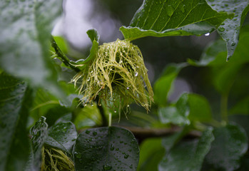 Maclura pomifera or Osage Orange in spring, fruit ripening