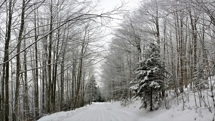 A road among trees covered with snow