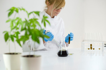 Scientist checking a pharmaceutical cbd oil in a laboratory on watch glass