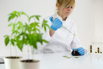 Scientist checking a pharmaceutical cbd oil in a laboratory on watch glass