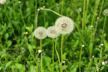 Cropped Shot Of Dandelion Flowers, Nature Background. Blurred Shot of Green Meadow.