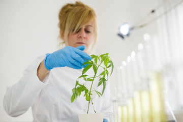 Scientist checking the marijuana plant progress in a laboratory