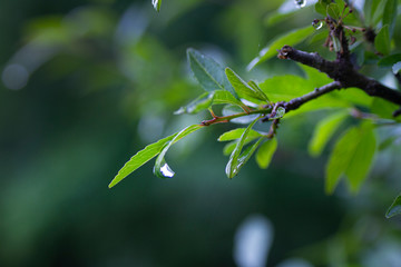 Raindrop on spring or summer leaves