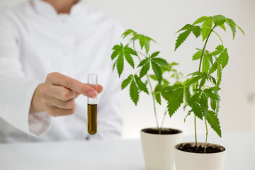Showing cbd oil in various glass bowls in a laboratory