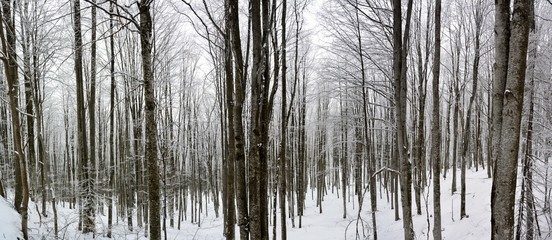 landscape in winter forest
