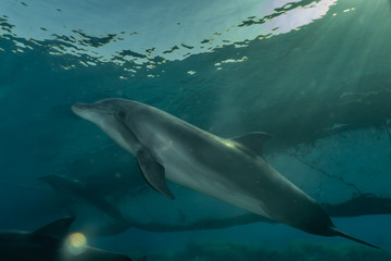 Dolphin swimming with divers in the Red Sea, Eilat Israel