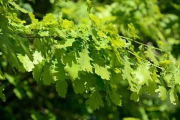 Fresh green oak leaves on a tree on a bright sunny day