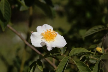 Obraz na płótnie Canvas White flowers of a Rosa x dupontii
