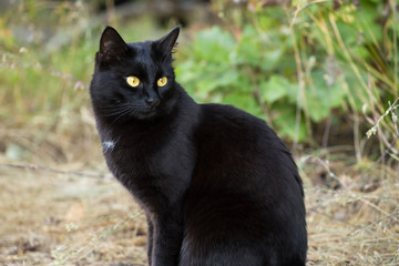 Beautiful bombay black cat portrait close up with yellow eyes and attentive look in green grass in nature	