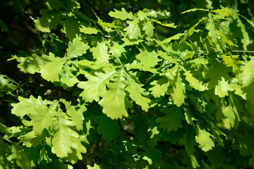 Fototapeta na wymiar Fresh green oak leaves on a tree on a bright sunny day