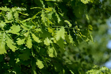 Fototapeta na wymiar Fresh green oak leaves on a tree on a bright sunny day