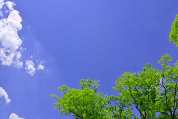 杜の都　仙台　西公園より新緑を愛でる