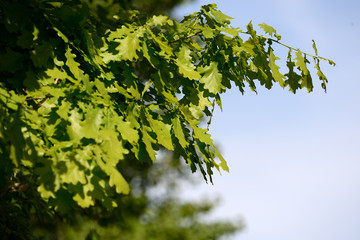 Fresh green oak leaves on a tree on a bright sunny day