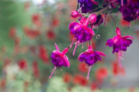 Fuchsia flowers closeup