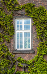 White window on brick wall with green liana plants