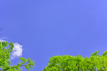 Obraz premium 杜の都 仙台 西公園より新緑を愛でる