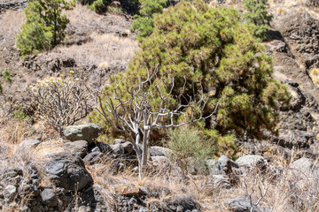 Volcanic landscape and a dead tree at Barranco de las Angustias, La Palma, Canary Islands, Spain