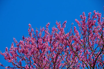 Beautiful blooming mauve tree against a bright blue sky.