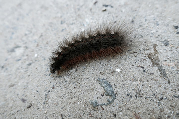 Oruga