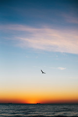 Beautiful sun rise and seagulls flying in red sky above sea waves on tropical island. Waves in ocean at sunset light. Tranquil calm moment. Summer vacation. Copy space