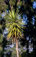 A hardy plant with long spiky leaves isolated against a dark green foliage background image with...