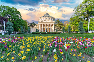 Romanian Atheneum at sunset with red and yellow flowers in front. Bucharest, Romania. - obrazy, fototapety, plakaty
