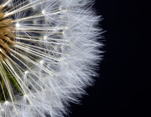 Dandelion Seed Head Blowball Close Up on Black  Abstract Background 