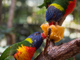 Pair of lori parrots eating fruits. Summer sunny Day on Tenerife island.
