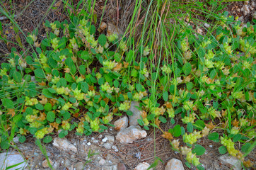 Flowering fresh Tripodion against the backdrop of nature.