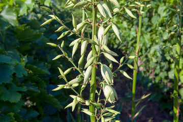 fresh Yucca Flowers growing in the garden 