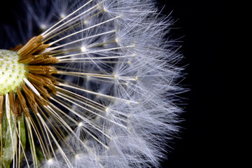 Dandelion Seed Head Blowball Close Up on Black  Abstract Background 