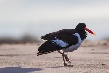American Oystercatcher (Haematopus palliatus) walks along the beach at sunrise in Cape May, NJ